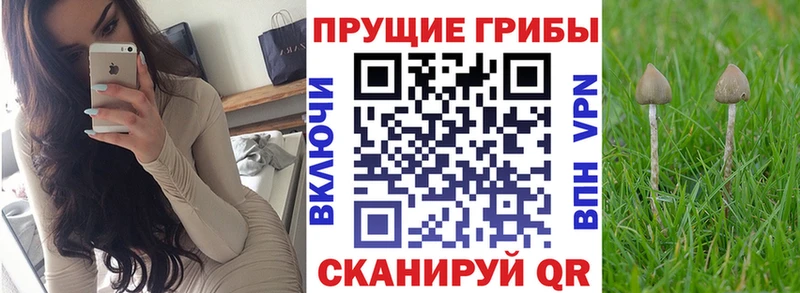 Купить  Валдай  Псилоцибиновые грибы GOLDEN TEACHER 